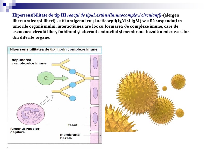 Hipersensibilitate de tip III reacţii de tipul Arthus(imunocomplexi circulanţi)-(alergen liber+anticorpi liberi) - atît antigenul